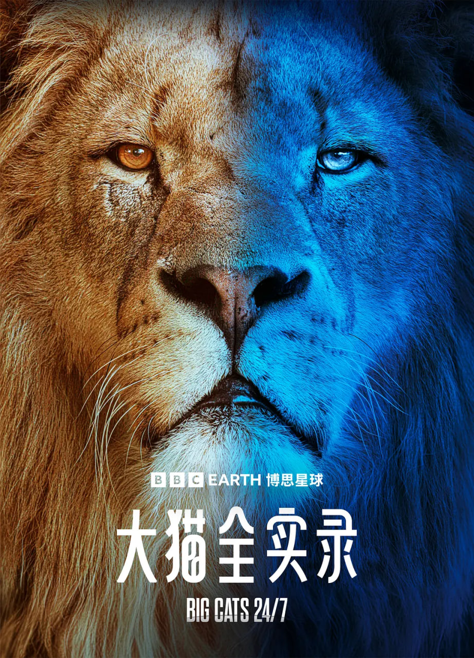 大猫全实录(全集)